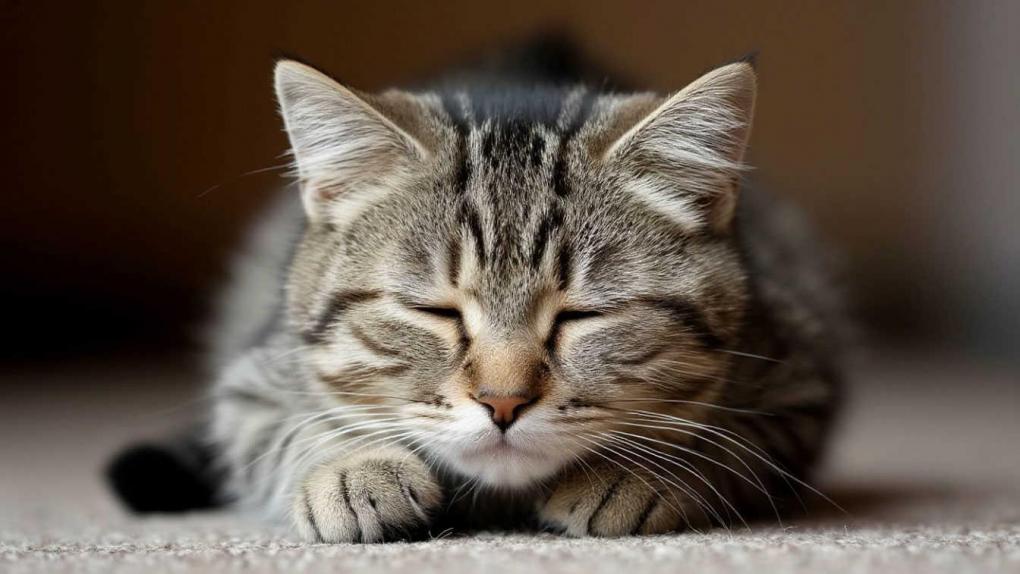 Ветеринар Цыплёнков: трубчатые кости с новогоднего стола опасны для питомцев