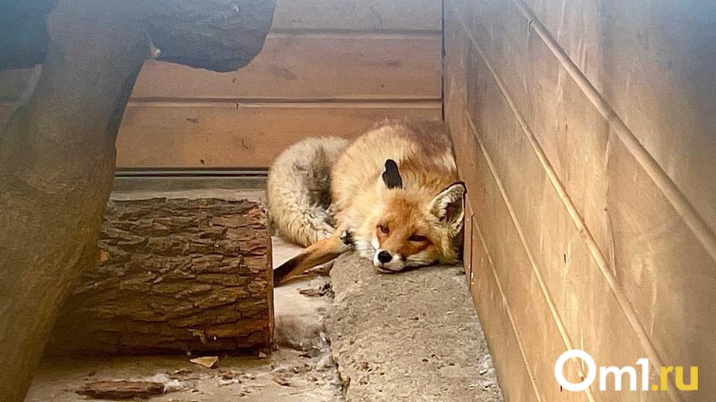 В Кировском округе Омска объявили карантин из-за бешенства
