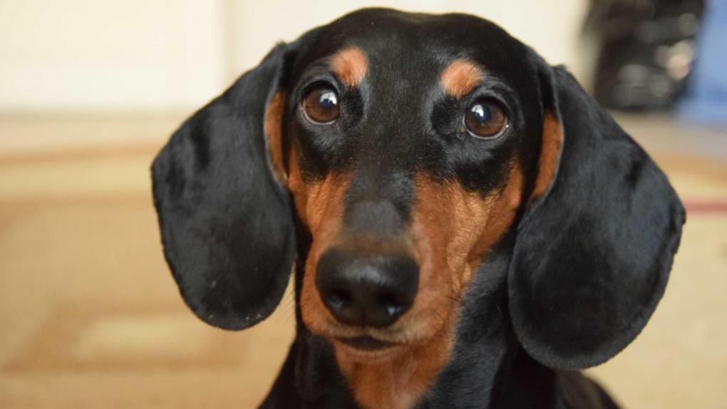 Изолируйте питомцев: в омском приюте рассказали, что делать при карантине из-за бешенства