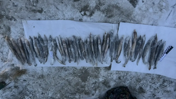 Омичи купили рыбу в Ханты-Мансийске и оказались под уголовным делом