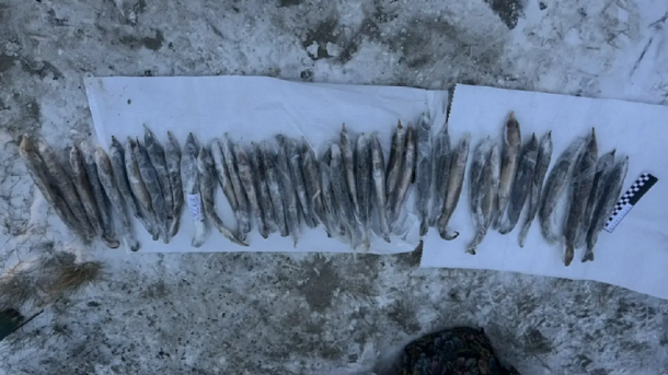 Омичи купили рыбу в Ханты-Мансийске и оказались под уголовным делом