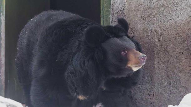 Новосибирский зоопарк рассказал о своих медведях в честь праздника косолапых