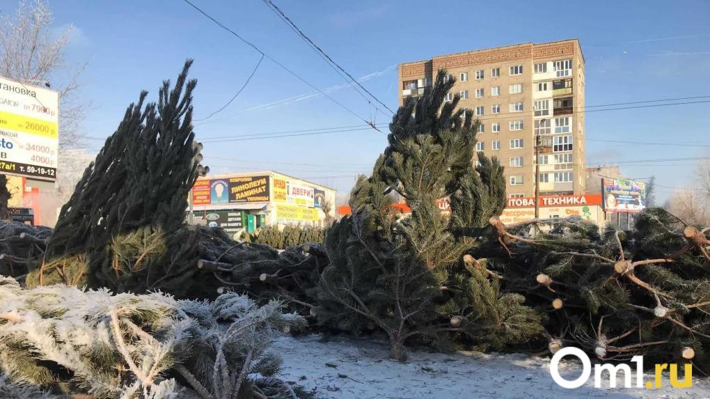 Цены на новогодние ёлки в Омске: какой выбор предлагают продавцы в этом сезоне
