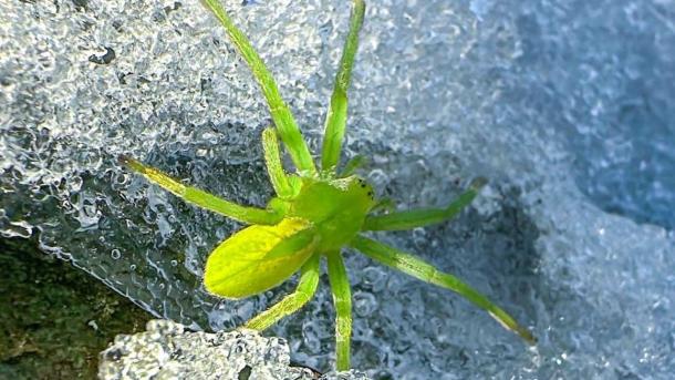 Зелёный паук на снегу Телецкого озера: опубликованы редкие кадры оттепели