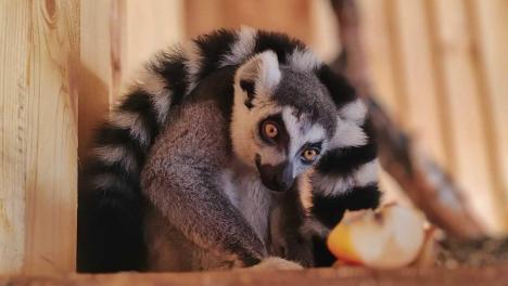 В Большереченском зоопарке поселили лемура и мару