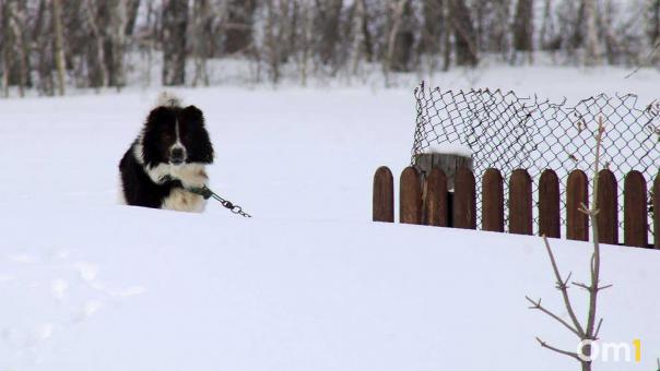 Ещё в одном районе Омской области вводят карантин по бешенству