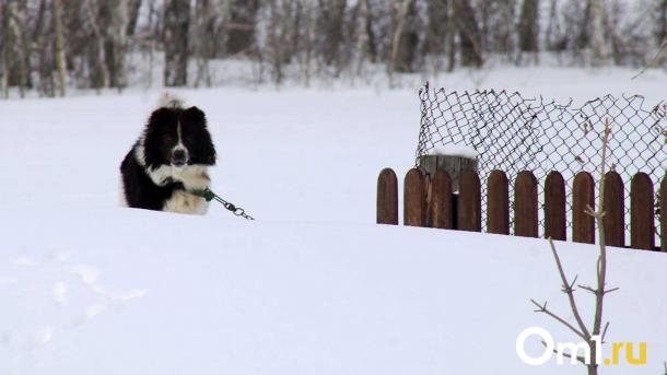 Ещё в одном районе Омской области вводят карантин по бешенству