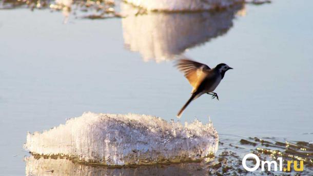 Спасатели предотвратили создание опасной купели на карьере «Горский» в Новосибирске
