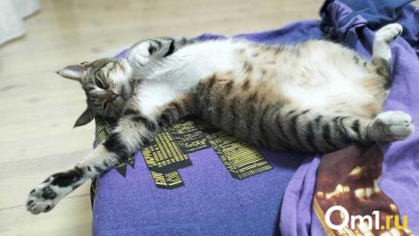 Зооняни и кормушки: что омичи покупают для своих питомцев перед Новым годом