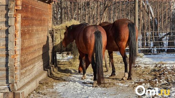 Сколько стоит сфотографироваться с лошадью в Омске перед праздниками?