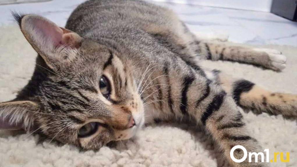 Подорожают на 20 %: в Омской области вырастут цены на корма для животных