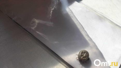 Опасные клещи могут проникнуть в ваш дом с ёлкой. Как этого избежать