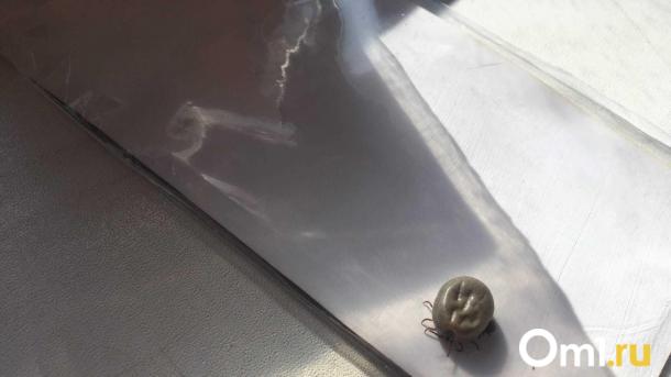 Опасные клещи могут проникнуть в ваш дом с ёлкой. Как этого избежать