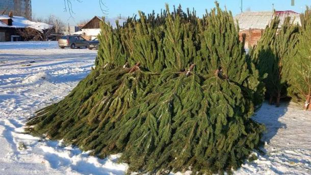 Регоператор рассказал, как утилизировать новогодние ели омичам