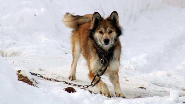 В Югре стерилизовали 2236 бездомных животных за год