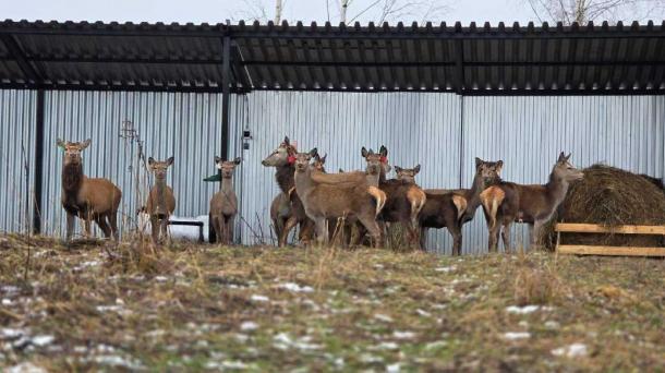 В Подмосковье появились благородные олени: 16 особей на новой ферме