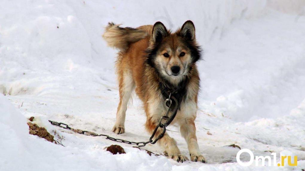 В Омской области выявили новые очаги бешенства