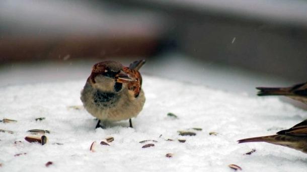 В Новосибирской области ожидается потепление 5 января