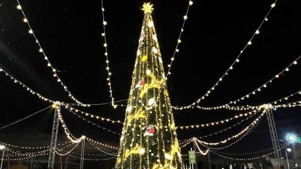 Четыре ёлки Новосибирской области поборются за звание лучших в России