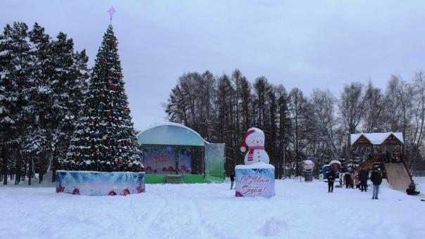 Новогодняя ель из Искитима может стать лучшей в России