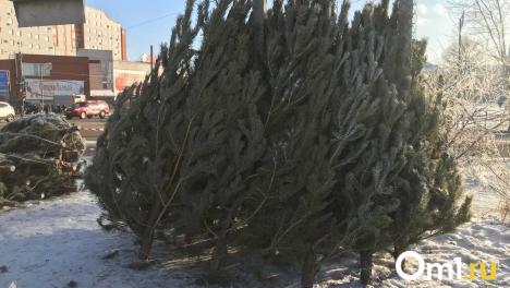 Новосибирцам рассказали, куда сдать живую ёлку после Нового года