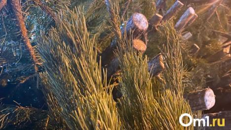 Каждую вторую новогоднюю ёлку в Омской области срубили зря