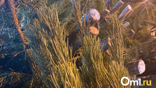 Каждую вторую новогоднюю ёлку в Омской области срубили зря