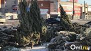 В Омской области продали лишь половину заготовленных новогодних сосен