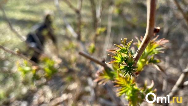 Глава Гидрометцентра Вильфанд предсказал раннюю весну