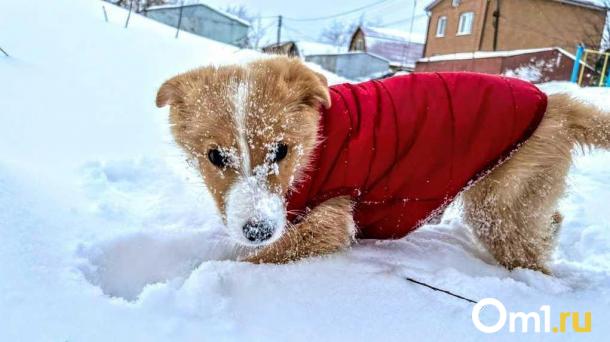 Синоптики назвали дату потепления в Омской области