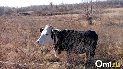Пастереллёз на Алтае: уничтожено 1,5 тысячи голов скота