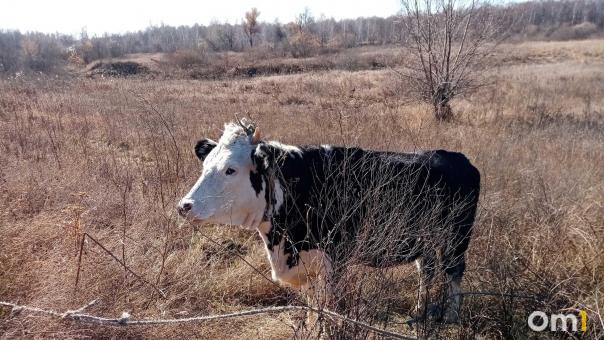 Пастереллёз на Алтае: уничтожено 1,5 тысячи голов скота