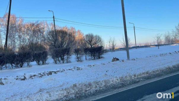 В Омской области поймали охотника, застрелившего двух косуль
