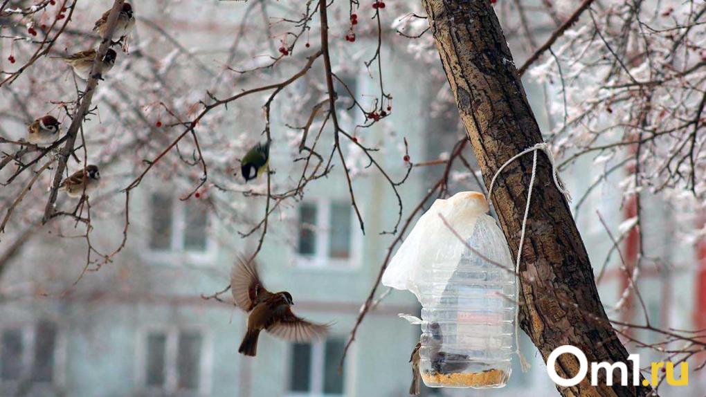 В Омске морозы начинают отступать: когда станет теплее