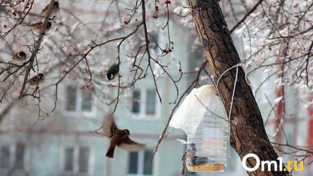 В Омске морозы начинают отступать: когда станет теплее?