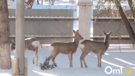 Ещё в одном сибирском регионе началось нашествие косуль