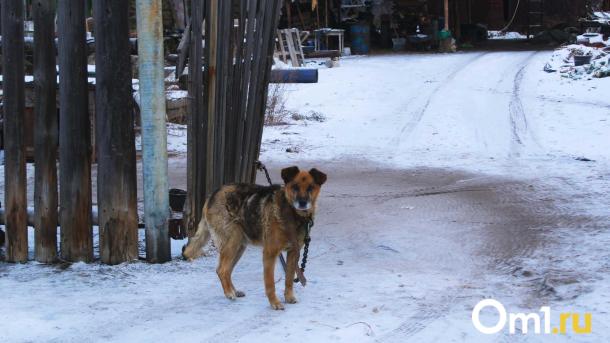 В Омской области вдвое выросло число случаев заражения бешенством