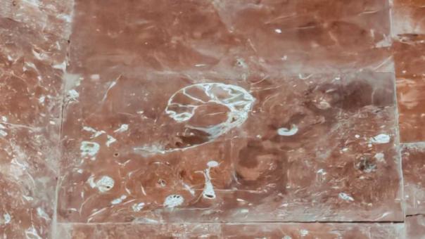 В мраморе новосибирского метро нашли моллюска возрастом 66 миллионов лет