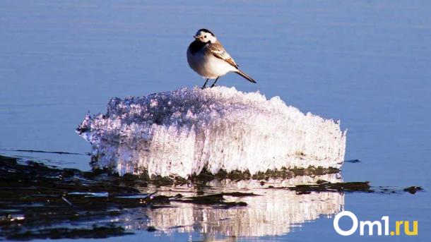 Температурные аномалии: в конце января в Омской области потеплеет до -1 °C
