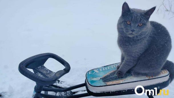 Неделя в Омске начнётся с небольшого потепления