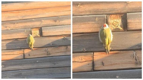 Подумали, что это попугай — в Новосибирске заметили необычного дятла с зелёным окрасом