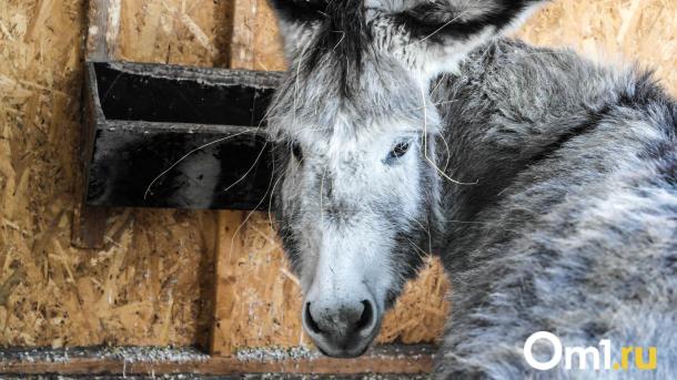 Карантин по бешенству в Новосибирской области: ограничения до марта 2026 года