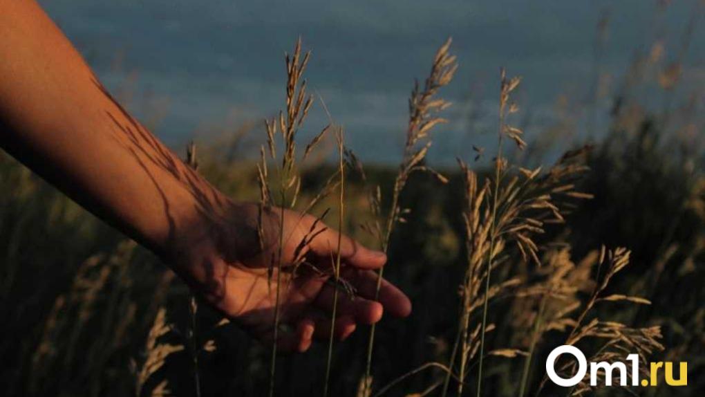 Более 600 тонн омской пшеницы отправили в Ирак