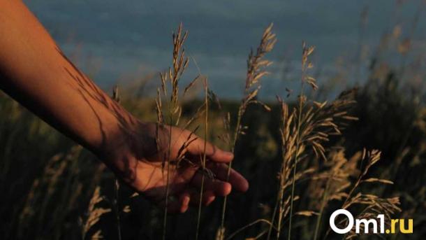 Более 600 тонн омской пшеницы отправили в Ирак