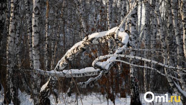 Новая волна морозов ударит по Омску в феврале