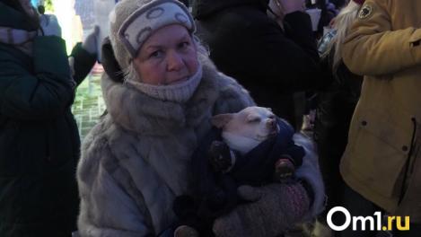 -20°C: как гулять с собакой в мороз и не обморозить лапы