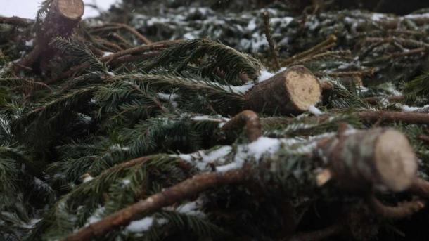 Новосибирцы могут сдать новогодние ёлки на переработку до 27 января