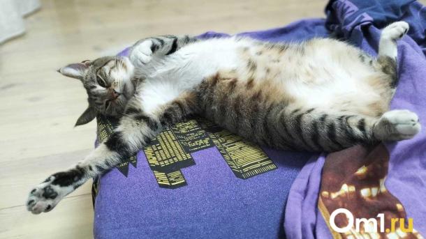 Уголовное дело о смерти кота Симбы в ветклинике прекращено за сроком давности