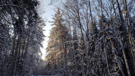 Москву ждёт 4-дневная метель: снежный покров может достичь 57 см