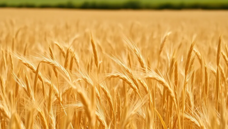 Завод «Маслов» под Новосибирском начнёт работу позже запланированного